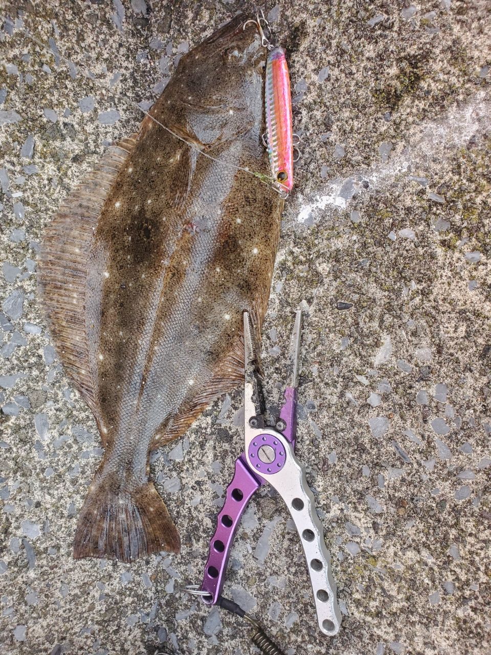 ヒラメ