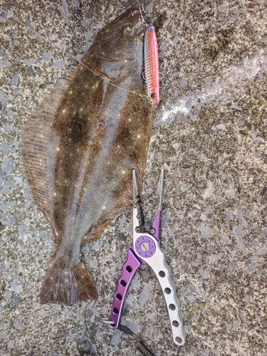 ヒラメの釣果