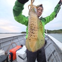 アオリイカ