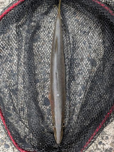 日向灘