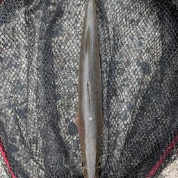 アカカマス