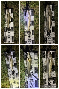 シーバスの釣果