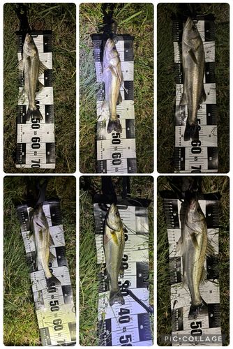 シーバスの釣果