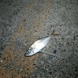 アジ