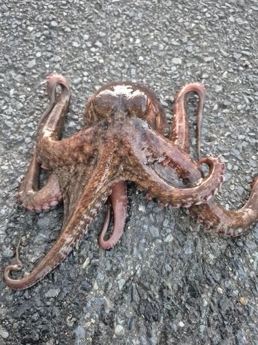 タコの釣果
