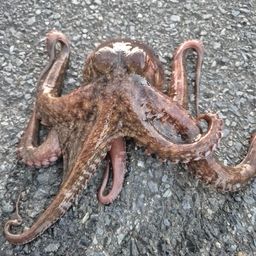 タコ