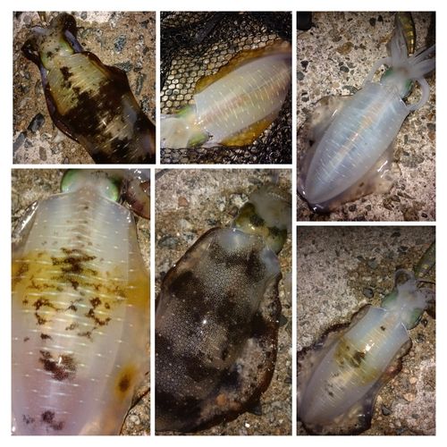 アオリイカの釣果