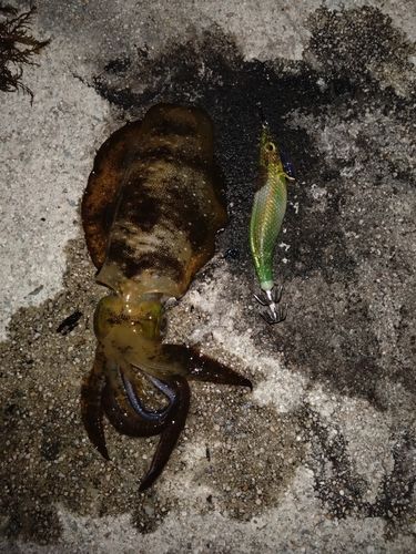 アオリイカの釣果