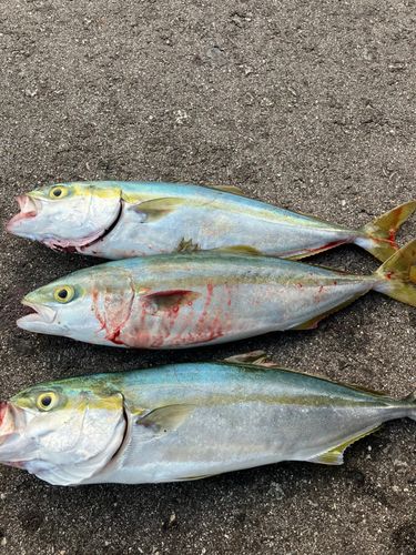 ツバイソの釣果