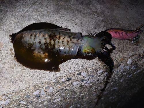 アオリイカの釣果