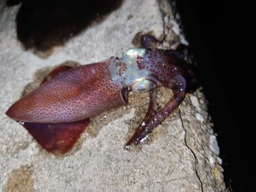 メトイカの釣果