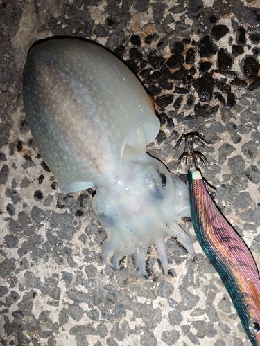 シリヤケイカの釣果