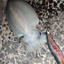 シリヤケイカ