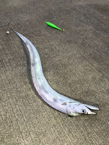 タチウオの釣果
