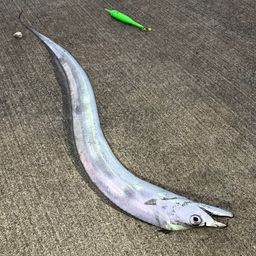 タチウオ