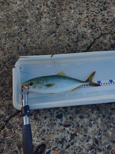 ワカシの釣果