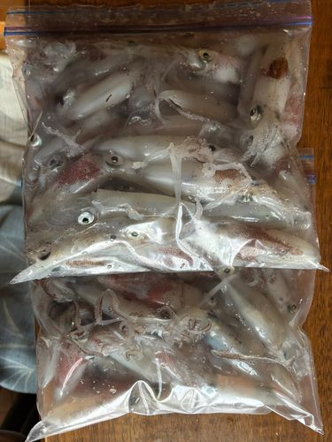 マメイカの釣果