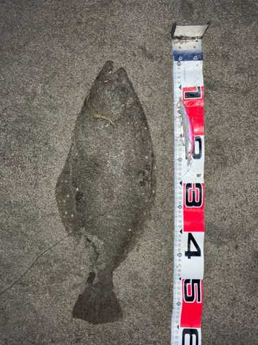 ヒラメの釣果