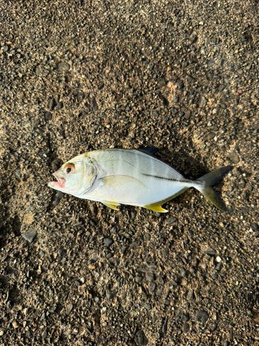 マアジの釣果