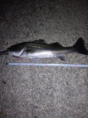セイゴ（マルスズキ）の釣果