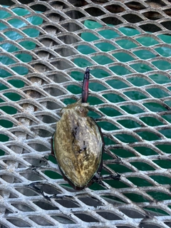 コウイカの釣果