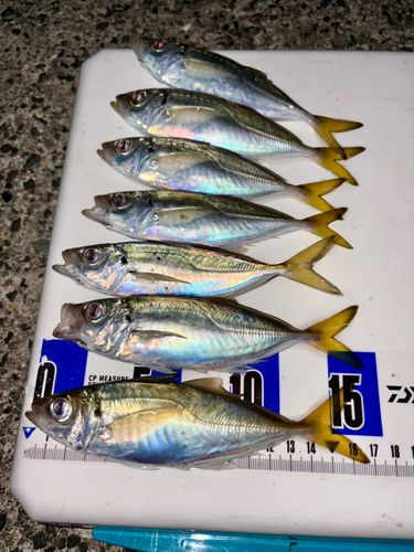 アジの釣果