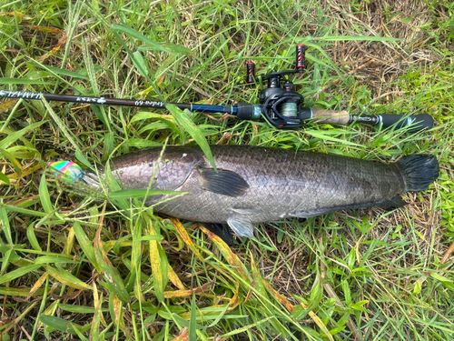 ライギョの釣果