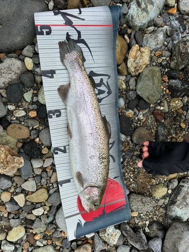 ニジマスの釣果