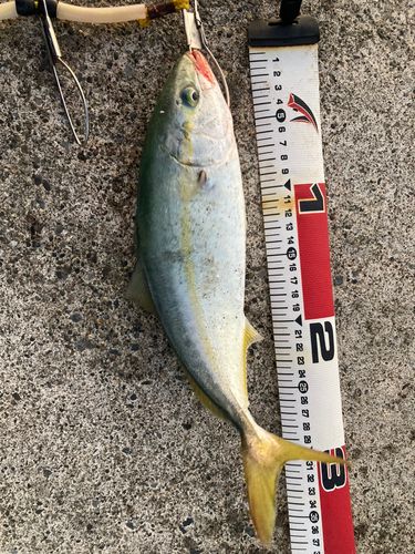 フクラギの釣果