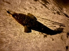 マゴチの釣果