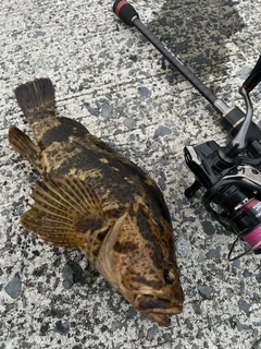 タケノコメバルの釣果