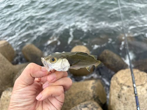 西浦
