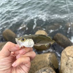 セイゴ(マルスズキ)