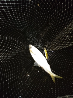 コノシロの釣果