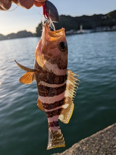 アオハタの釣果