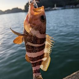 アオハタ