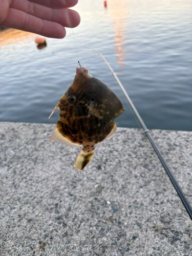 釣果