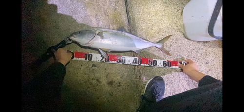 フクラギの釣果