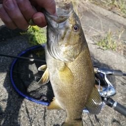 スモールマウスバス