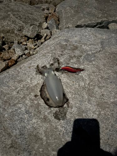 備後灘