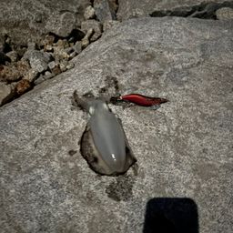 アオリイカ