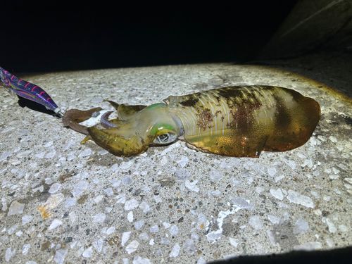アオリイカの釣果
