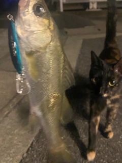 セイゴ（マルスズキ）の釣果