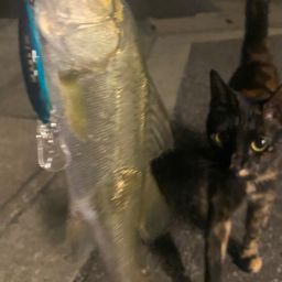 セイゴ（マルスズキ）