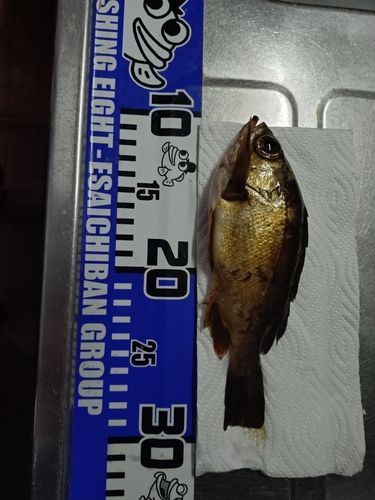アカメバルの釣果