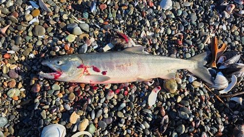 サケの釣果