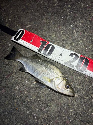 セイゴ（ヒラスズキ）の釣果