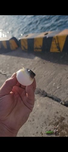 クサフグの釣果