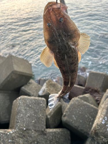 マゴチの釣果