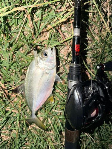 メッキの釣果